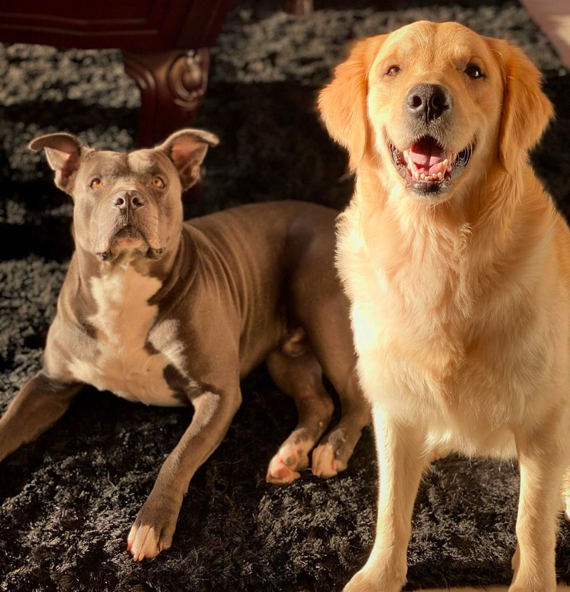 golden retriever and pitbull