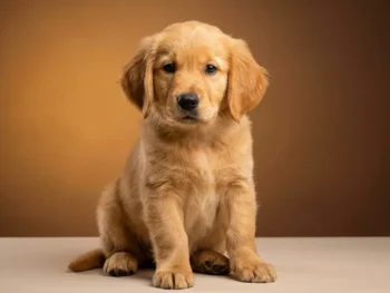 3 month old golden retriever puppy with fluffy coat and oversized floppy ears looking at camera