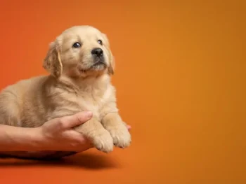 6 week old Golden Retriever puppy held in human hands against warm orange background