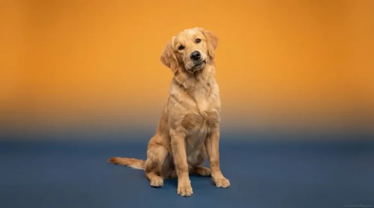 8 month old Golden Retriever sitting indoors looking at the camera