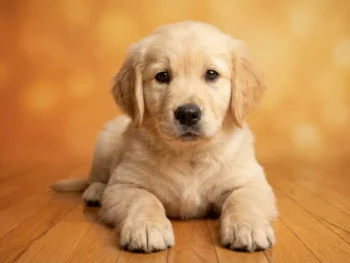 8 week old Golden Retriever puppy sitting and looking at camera with curious expression