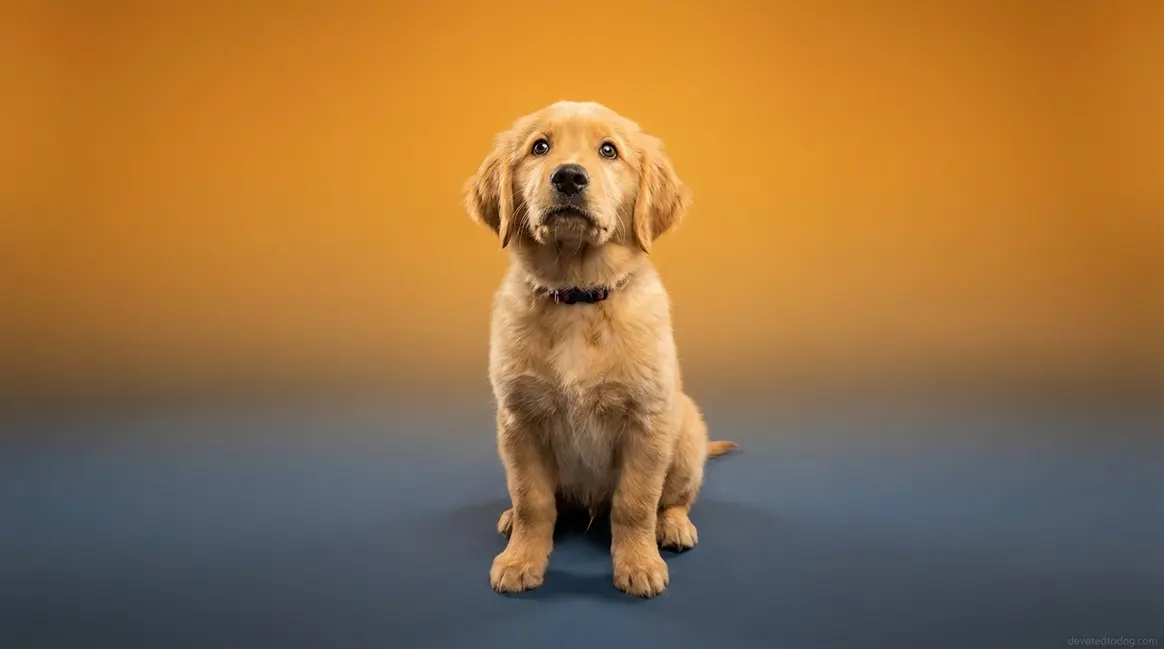 Golden Retriever puppy sitting attentively ready for daily obedience and behavioral training