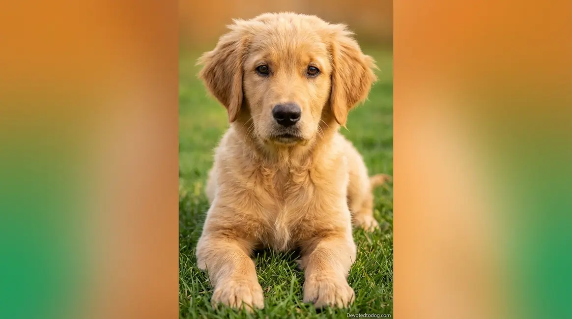 6 month old golden retriever puppy sitting on grass with expressive eyes and fluffy coat