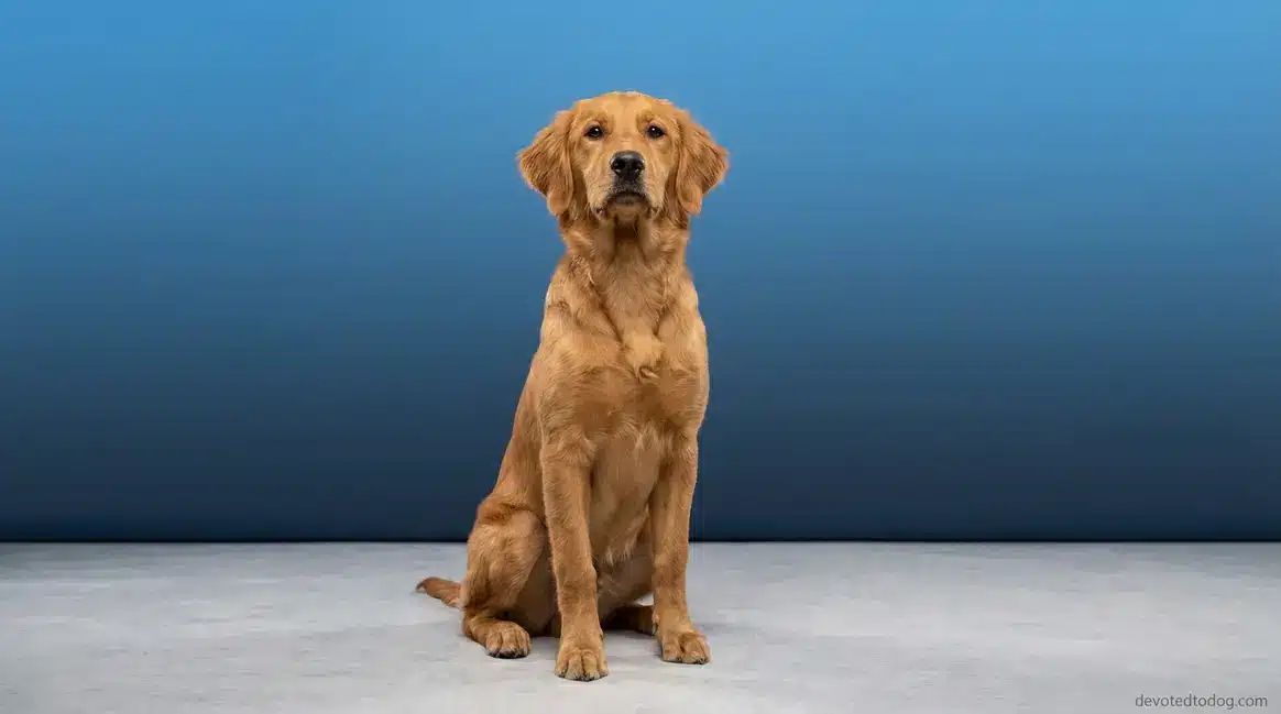 7 month old golden retriever sitting outdoors looking attentive