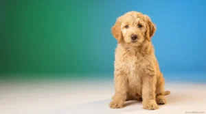 Fluffy 3 month old Goldendoodle puppy sitting and looking at camera with bright eyes