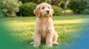 4 month old Goldendoodle puppy sitting on green lawn with fluffy apricot coat and oversized paws