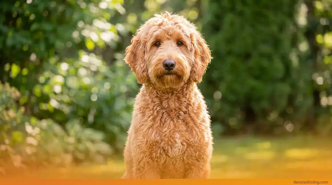 Apricot Goldendoodle with warm peachy-orange wavy coat sitting outdoors in natural sunlight