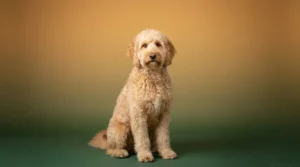 Are Goldendoodles smart — alert Goldendoodle dog with intelligent expression in studio setting