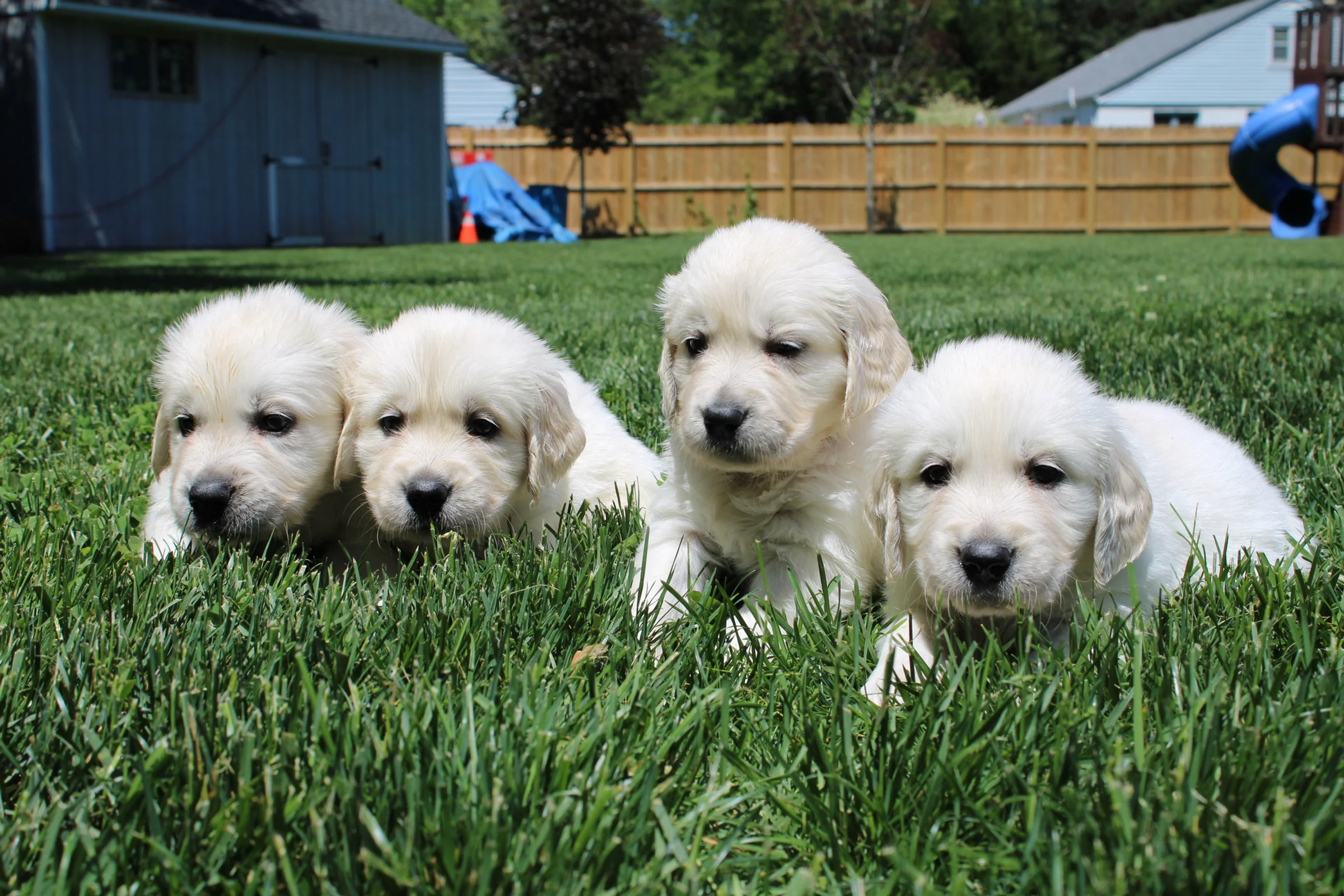 Golden retriever puppies at Golden Goose Farm in Jobstown, New Jersey