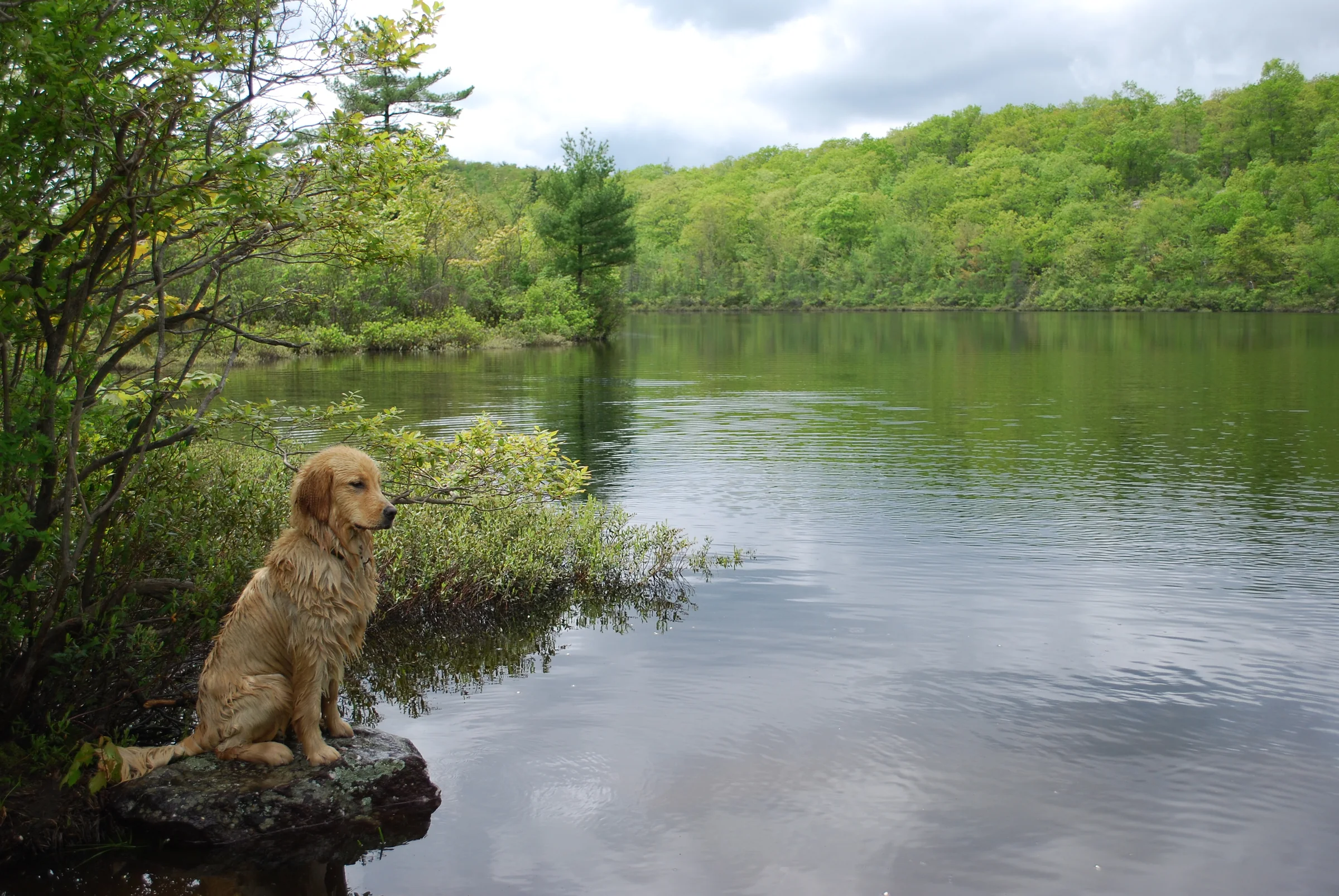 Golden retriever from Goldenway Goldens in Marlboro, New Jersey