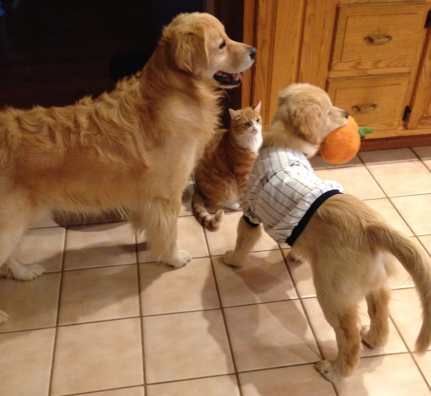 Adult golden retriever with a young puppy in pinstripe shirt and an orange tabby cat at Honeysweet Goldens in central New Jersey