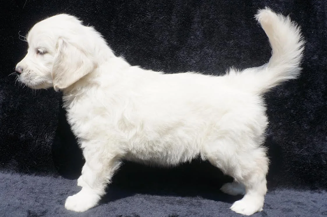 English Cream golden retriever puppies at Icewind Goldens in Phillipsburg, New Jersey