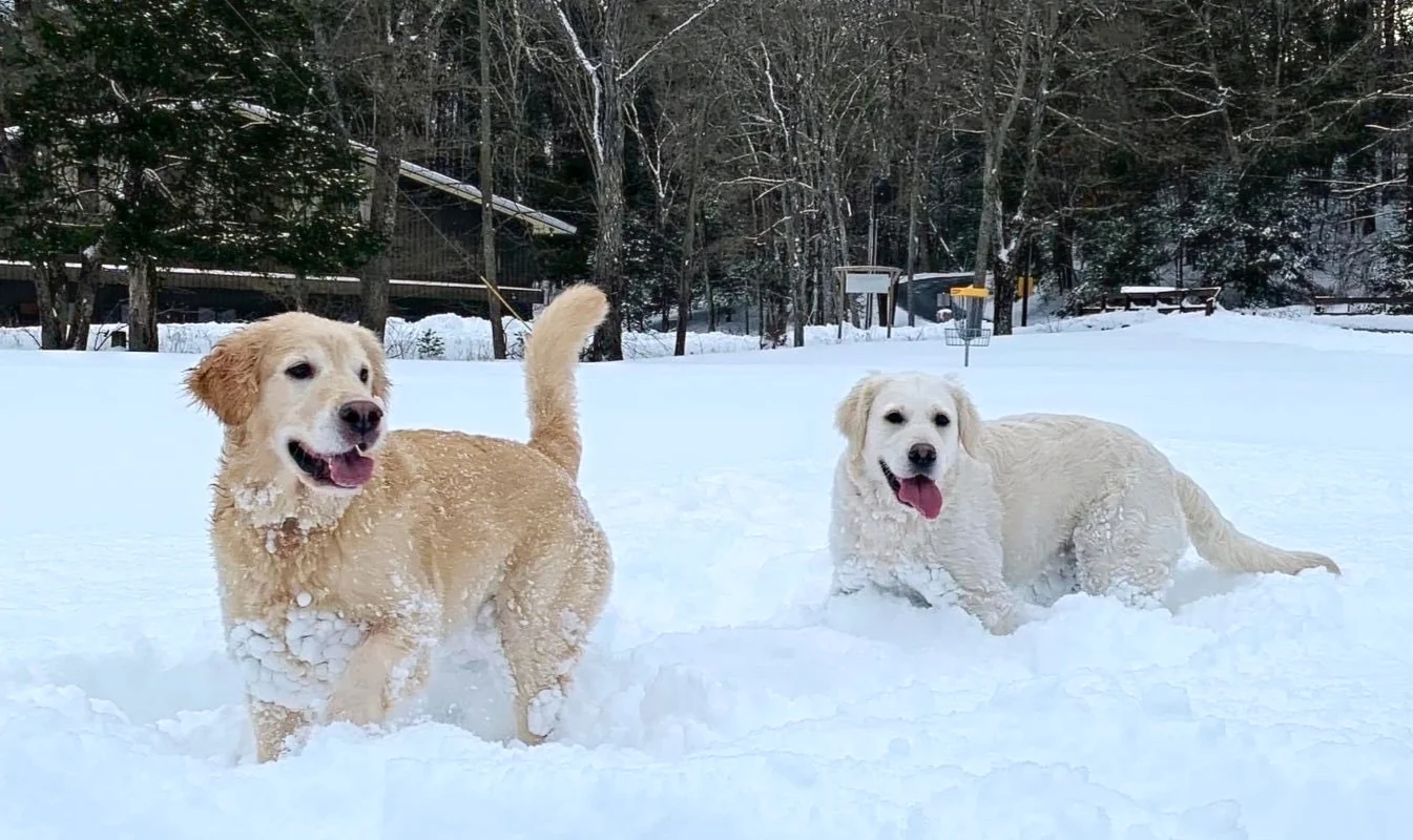 Two golden retrievers playing in deep snow at Wood Ridge Golden Retrievers in Hightstown, New Jersey