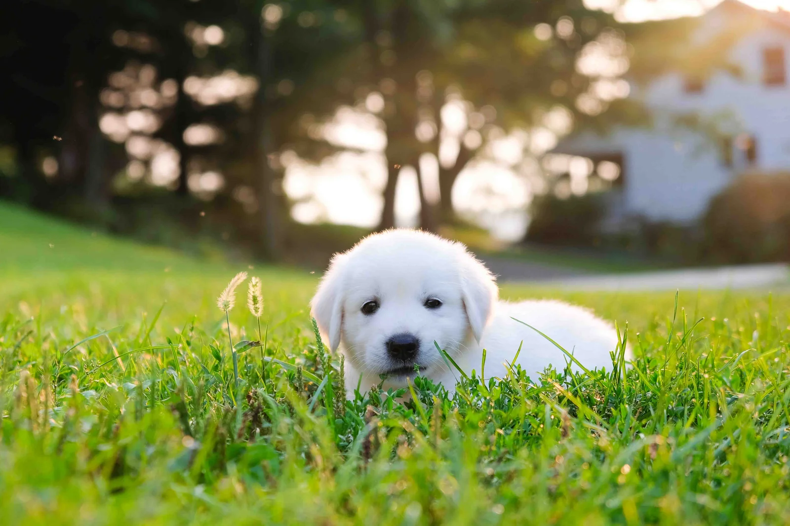 Cream English Cream golden retriever puppy lying in tall grass at golden hour at Buckeye Golden Retrievers in Dundee Ohio