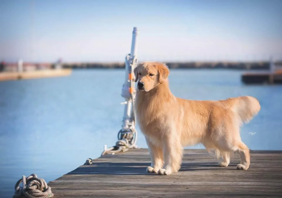 Golden retriever standing on a wooden dock by the water at Devanley Goldens in Valley City Ohio