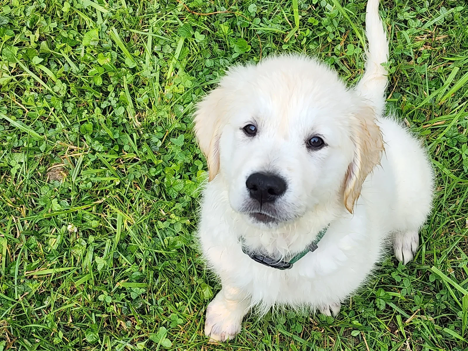 Cream English golden retriever puppy sitting in clover at Land of Gold Retrievers in central Ohio