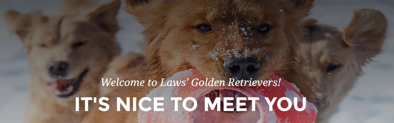 Three golden retrievers playing in snow at Laws Goldens in Northwest Ohio