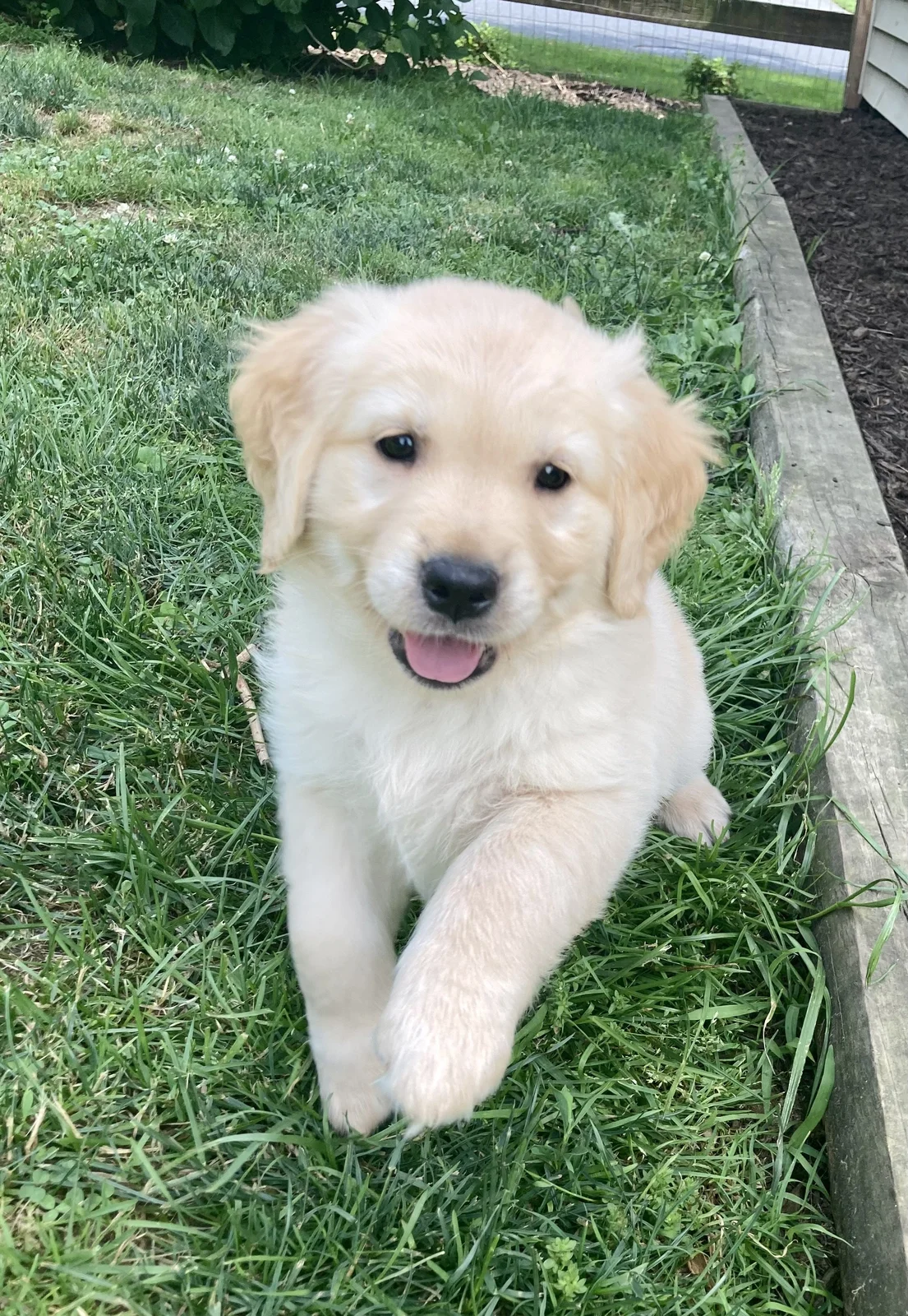 Forever Family Goldens golden retriever from the breeder in Washington Boro, Pennsylvania.