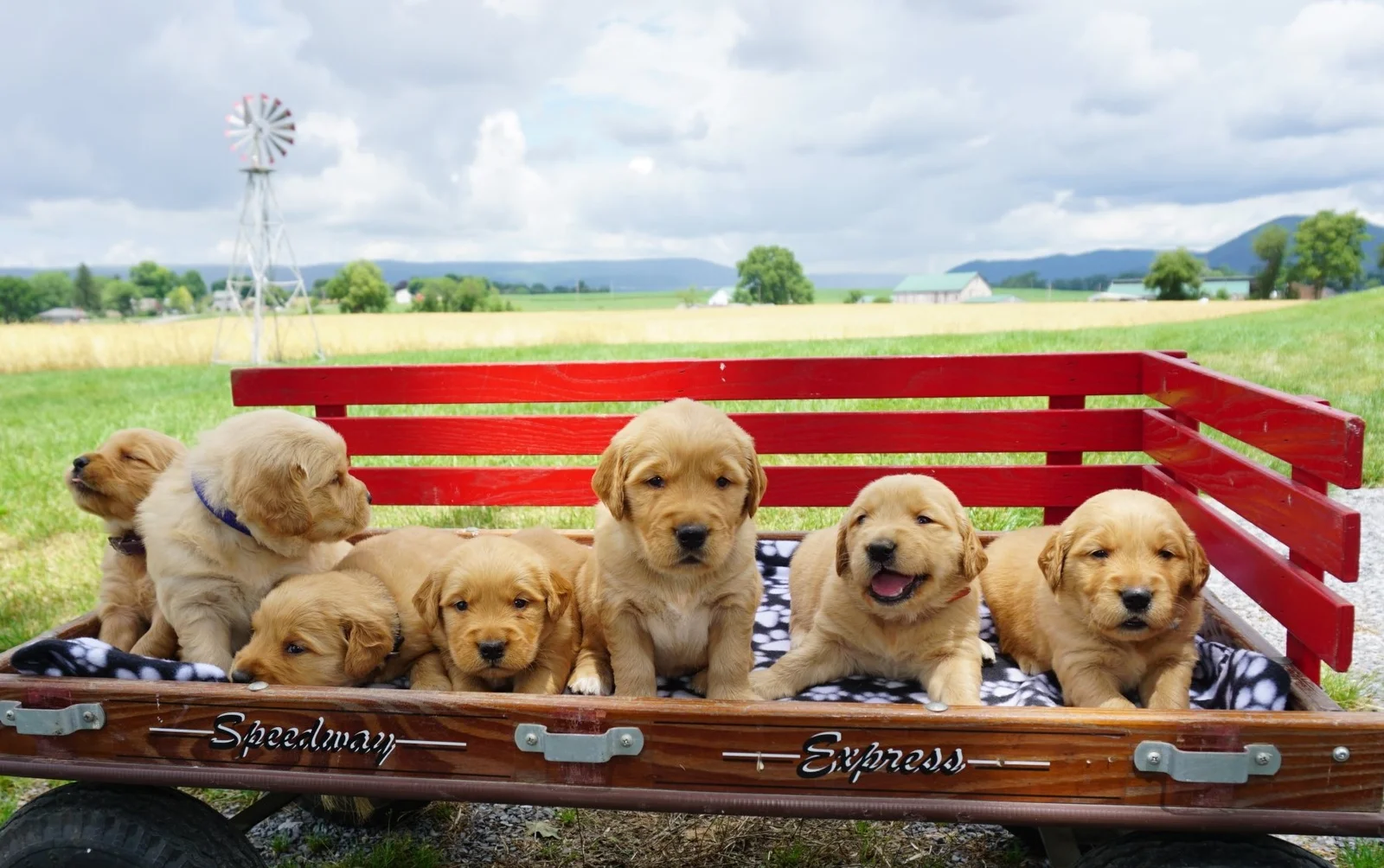 Star Country Goldens family farm in Mercersburg, Pennsylvania with golden retrievers and a red wagon.