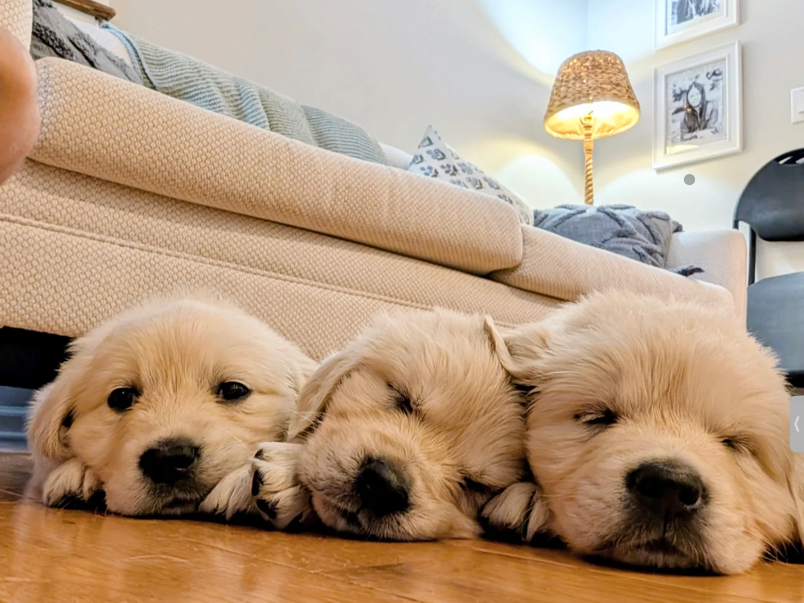 Westgate Goldens English Cream golden retriever from the breeder in Bethlehem, Pennsylvania.