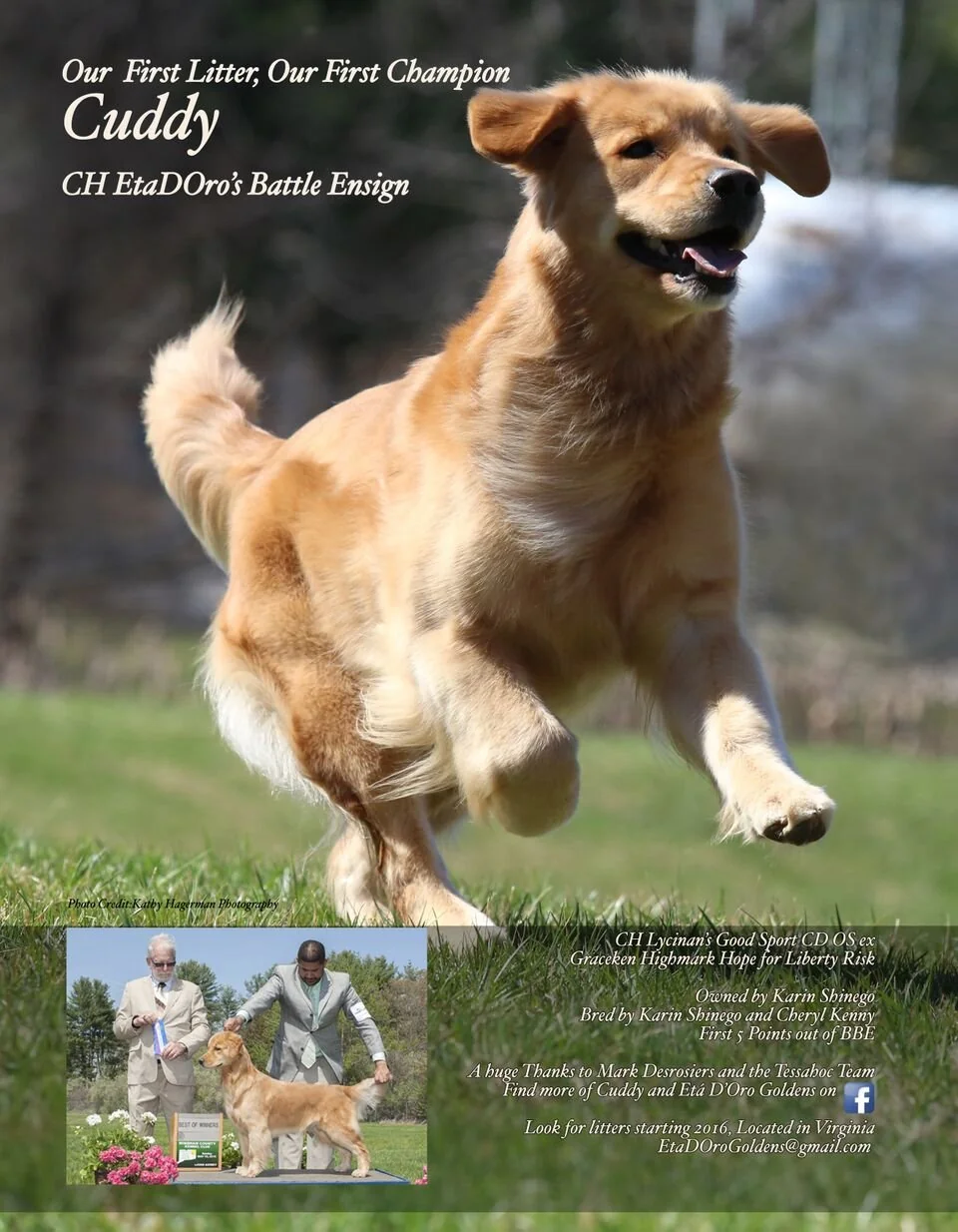 Eta D'Oro Goldens champion 'Cuddy' (CH EtaDOro's Battle Ensign) running across a green field, with the kennel's first show win photograph below.