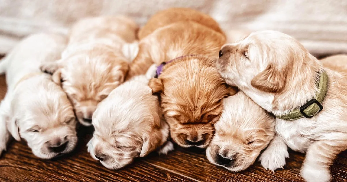 Six newborn Evergreen Retrievers golden retriever puppies cuddled together in a litter, photographed at the Charlottesville-area kennel.