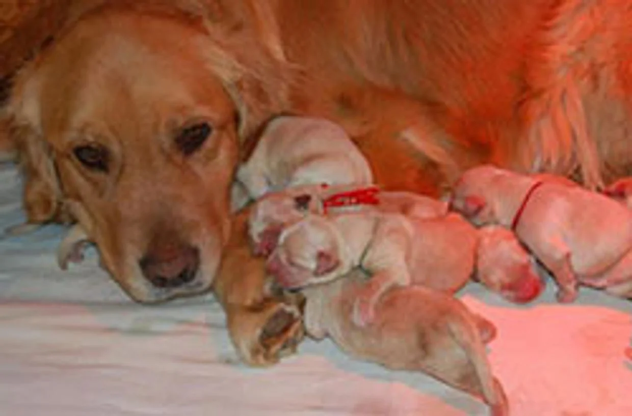 Legacy Farm Goldens dam resting beside her newborn golden retriever puppies on a pink whelping blanket in Maidens, Virginia.