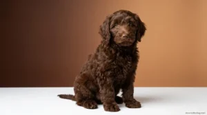 Fluffy chocolate Goldendoodle puppy with rich brown wavy coat and warm amber eyes
