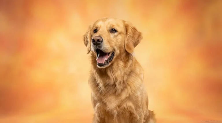 Golden retriever barking with mouth open and ears alert in a bright living room