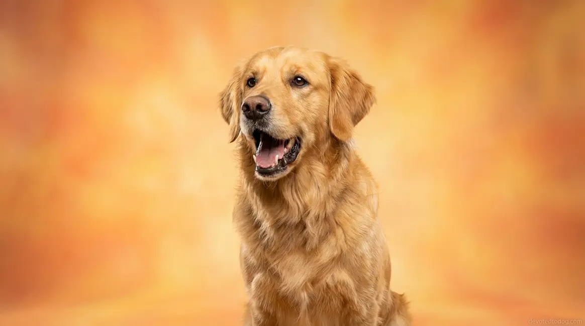 Golden retriever barking with mouth open and ears alert in a bright living room