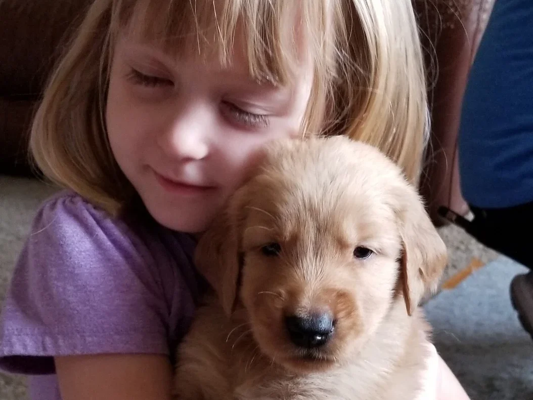 Heavenly Sunsets Golden Retrievers puppy photo from northeast Phoenix Arizona kennel