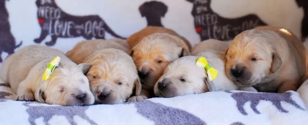 Golden retriever puppies from Golden Meadows Retrievers, California