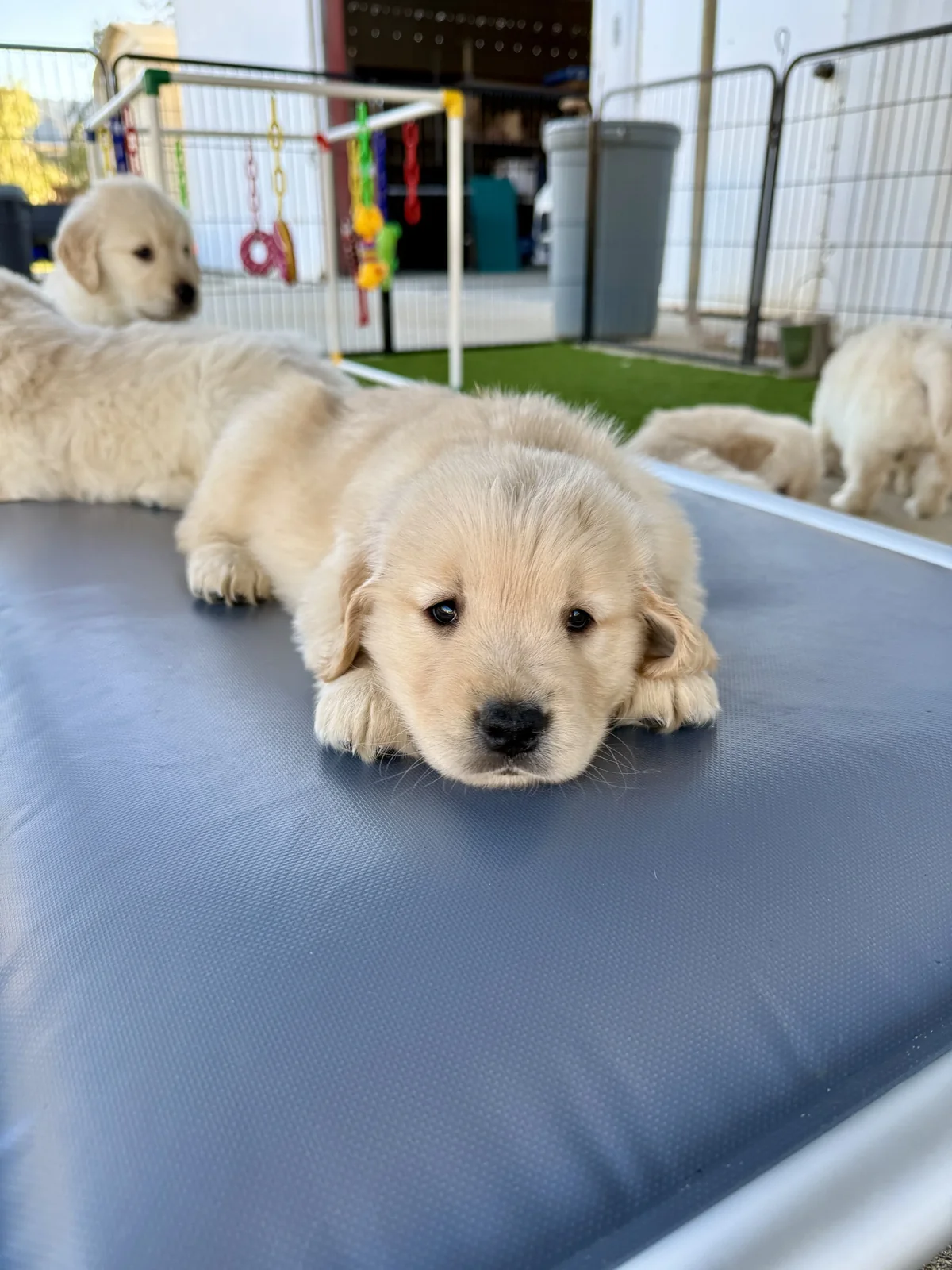 Golden retriever puppy from Shadalane Golden Retrievers, California