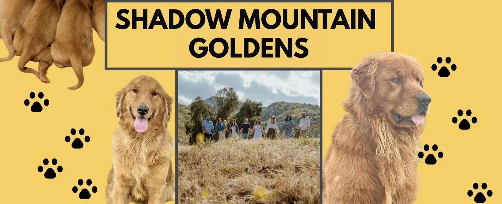 Golden retriever puppies from Shadow Mountain Goldens, Moreno Valley, CA
