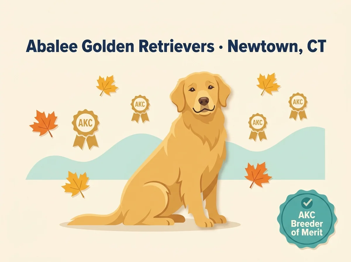 Editorial illustration of Abalee Golden Retrievers, Newtown, Connecticut.