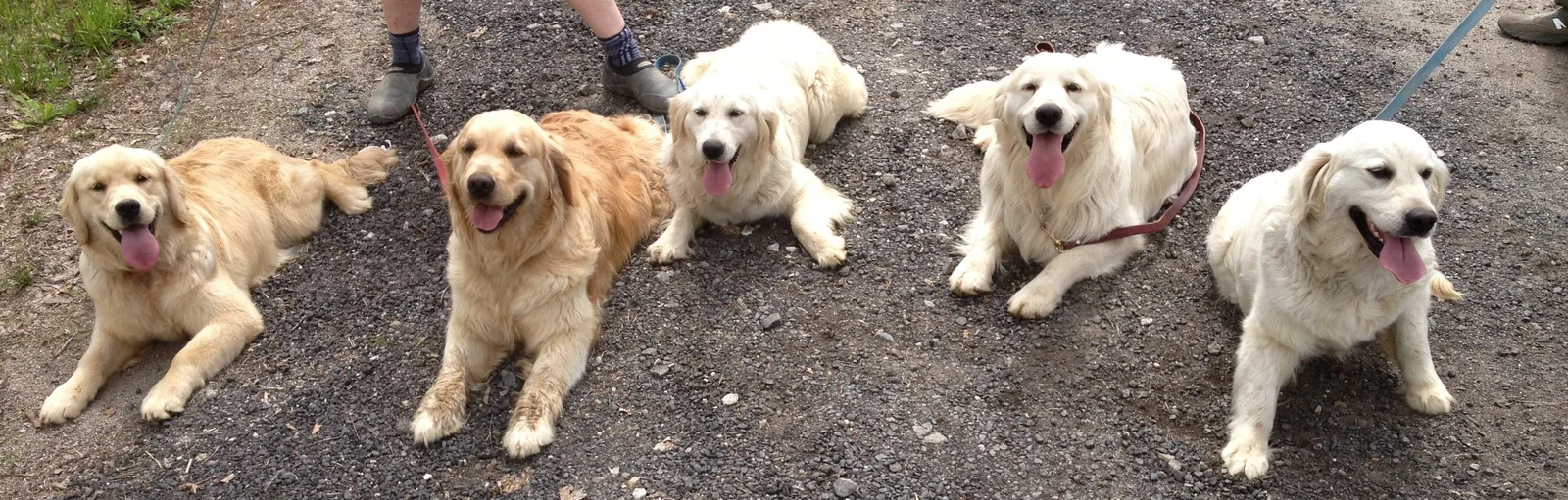 Golden retriever from Crane Hollow Goldens, Oakville, Connecticut.