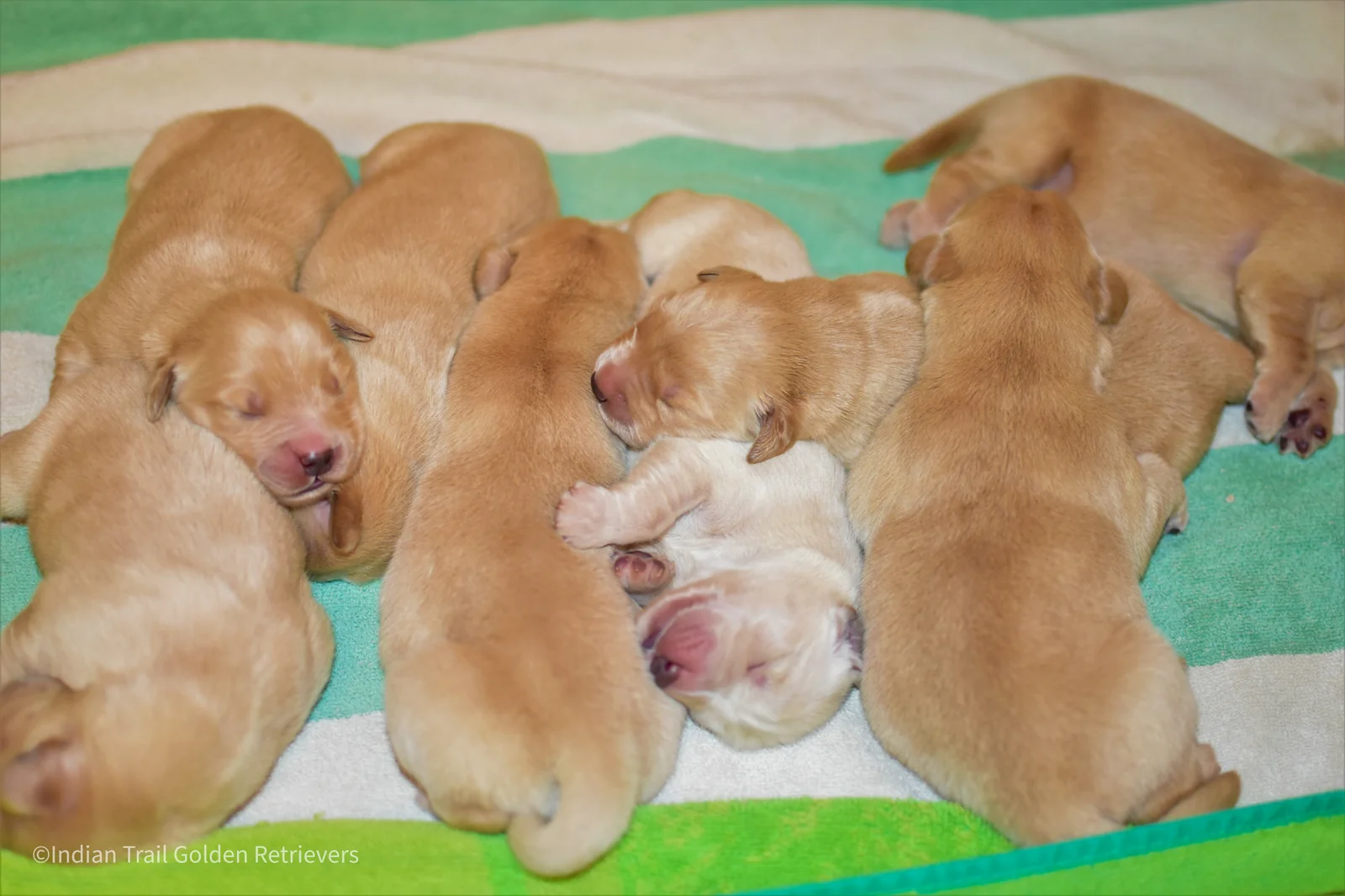 Golden retriever puppies from Indian Trail Golden Retrievers, Connecticut.
