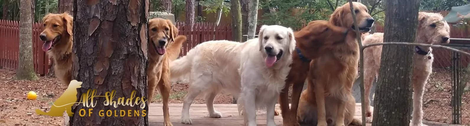 Golden retriever from All Shades of Goldens, Florida
