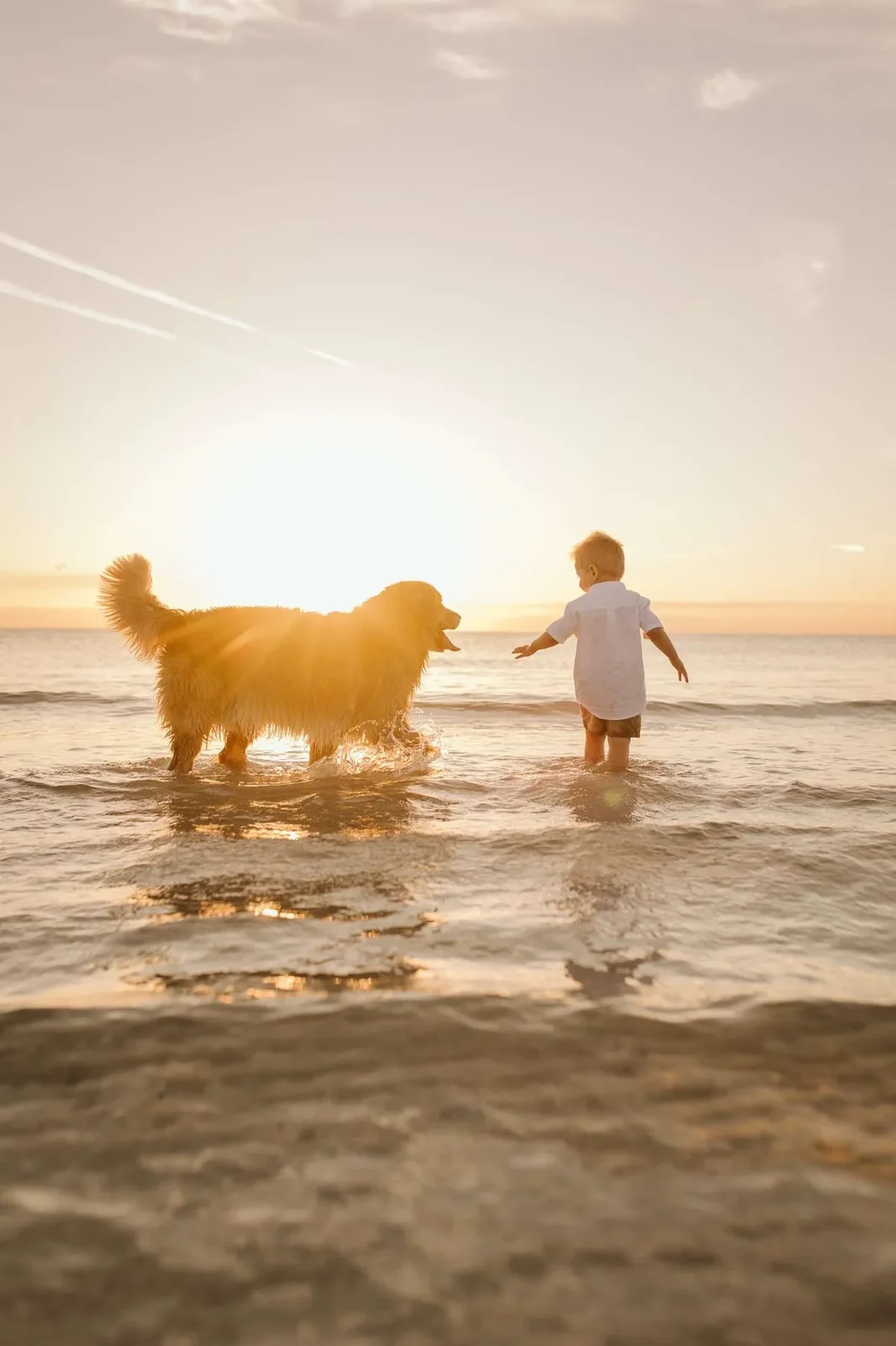 Golden retriever from Eagleridge Golden Retrievers, Polk City, FL