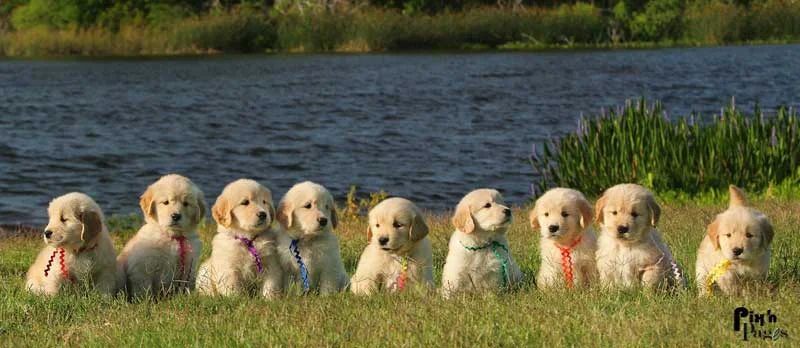 Golden retriever from Gemini Goldens, Rockledge, FL