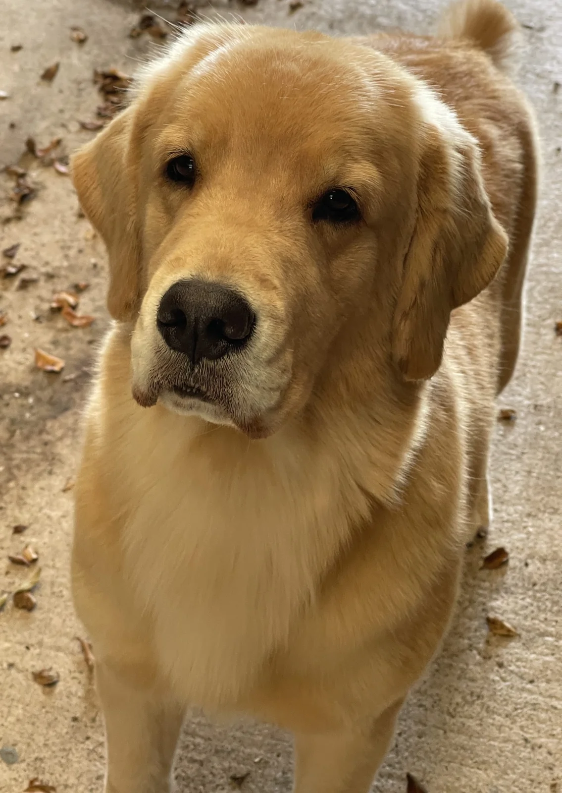 Golden retriever from Snobird Goldens, Ocala, FL