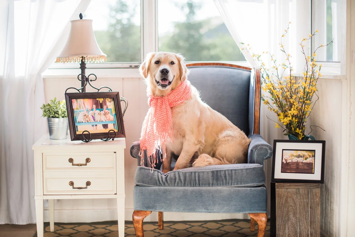 Integrity Golden Retrievers editorial profile card showing tier rating, Rockford IL location, and key credentials