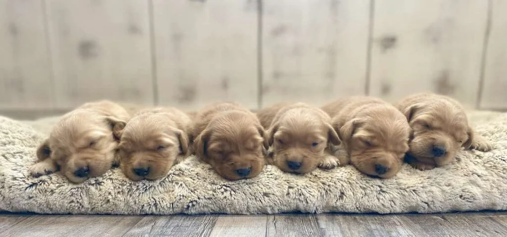 Golden Acres Puppies, golden retriever puppies in Columbia Kentucky
