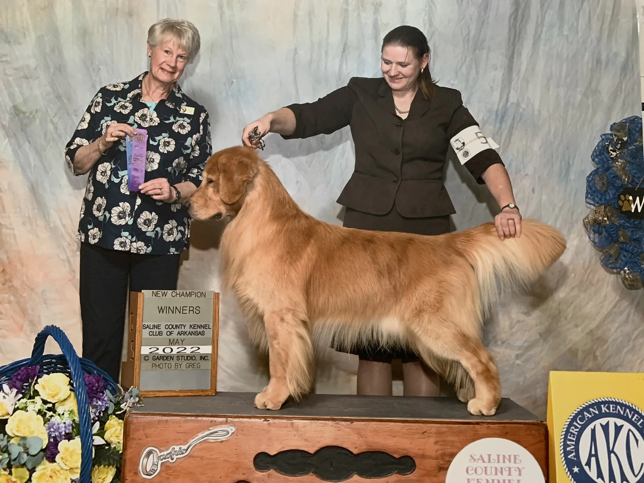 Goldenstar Golden Retrievers, adult show-quality golden retriever