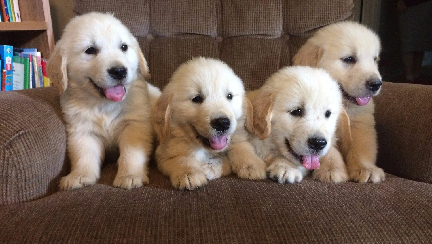 Four cream golden retriever puppies sitting on a brown couch at Johnsen Family Goldens in Campbellsville Kentucky