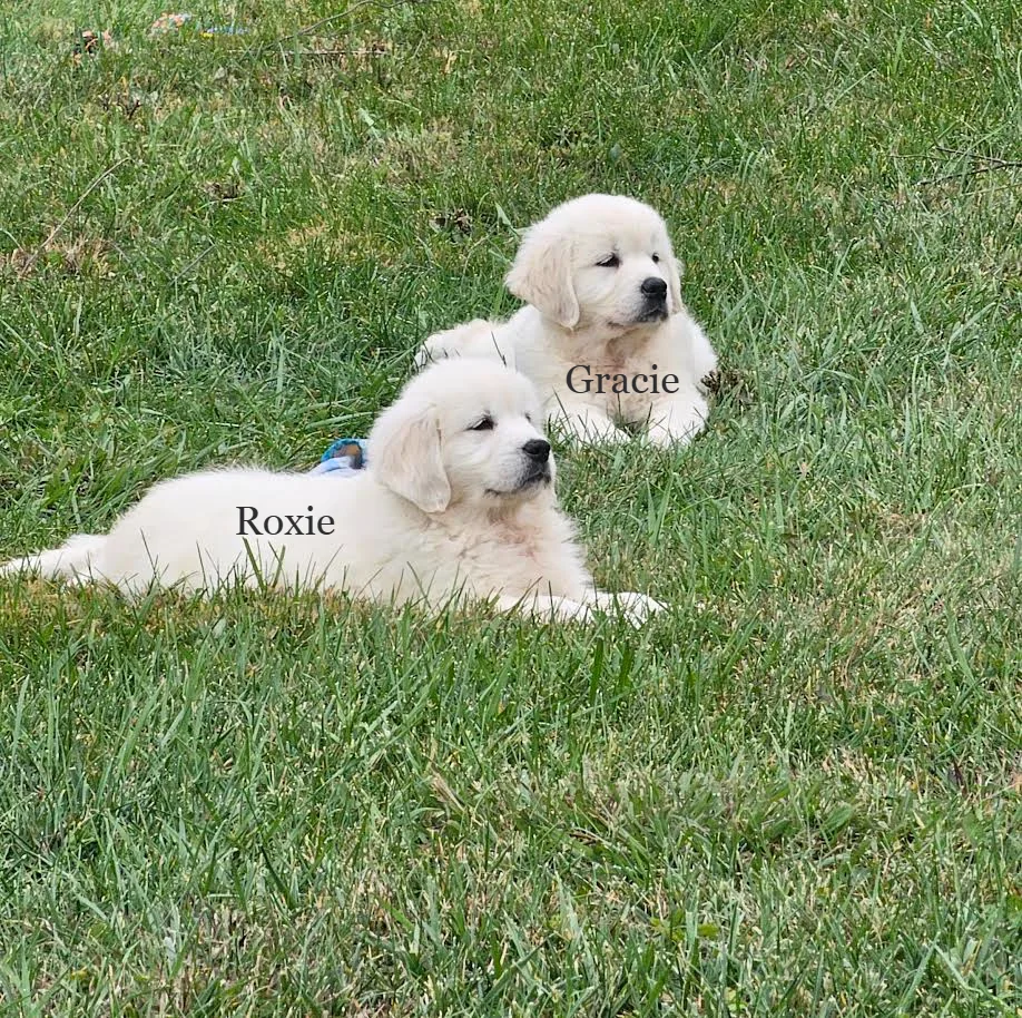 Southern Farms Golden Retrievers, English Cream golden retriever puppy in London Kentucky