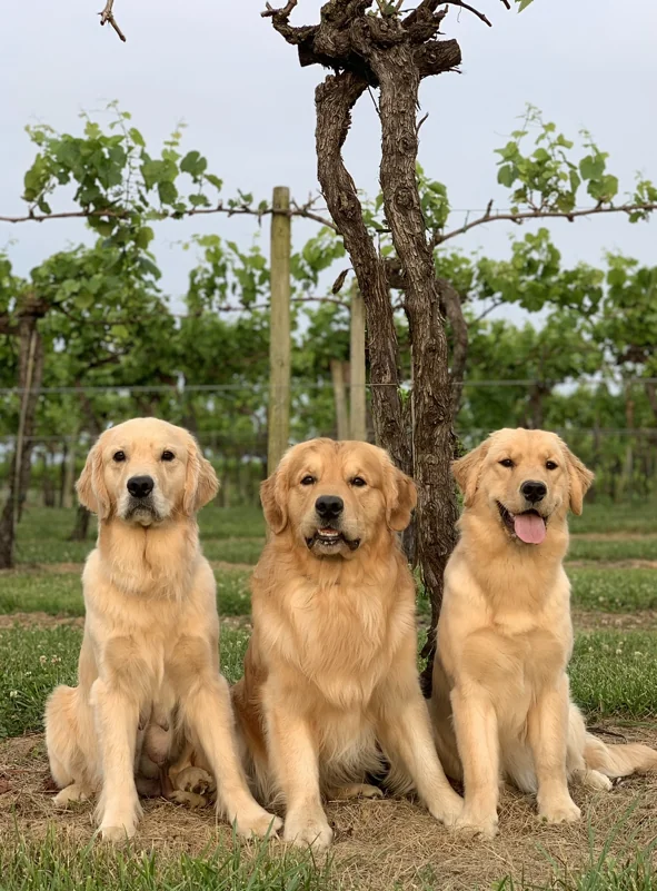 Three adult golden retrievers from Waterfront Golden Retrievers, sitting in a vineyard in central Kentucky