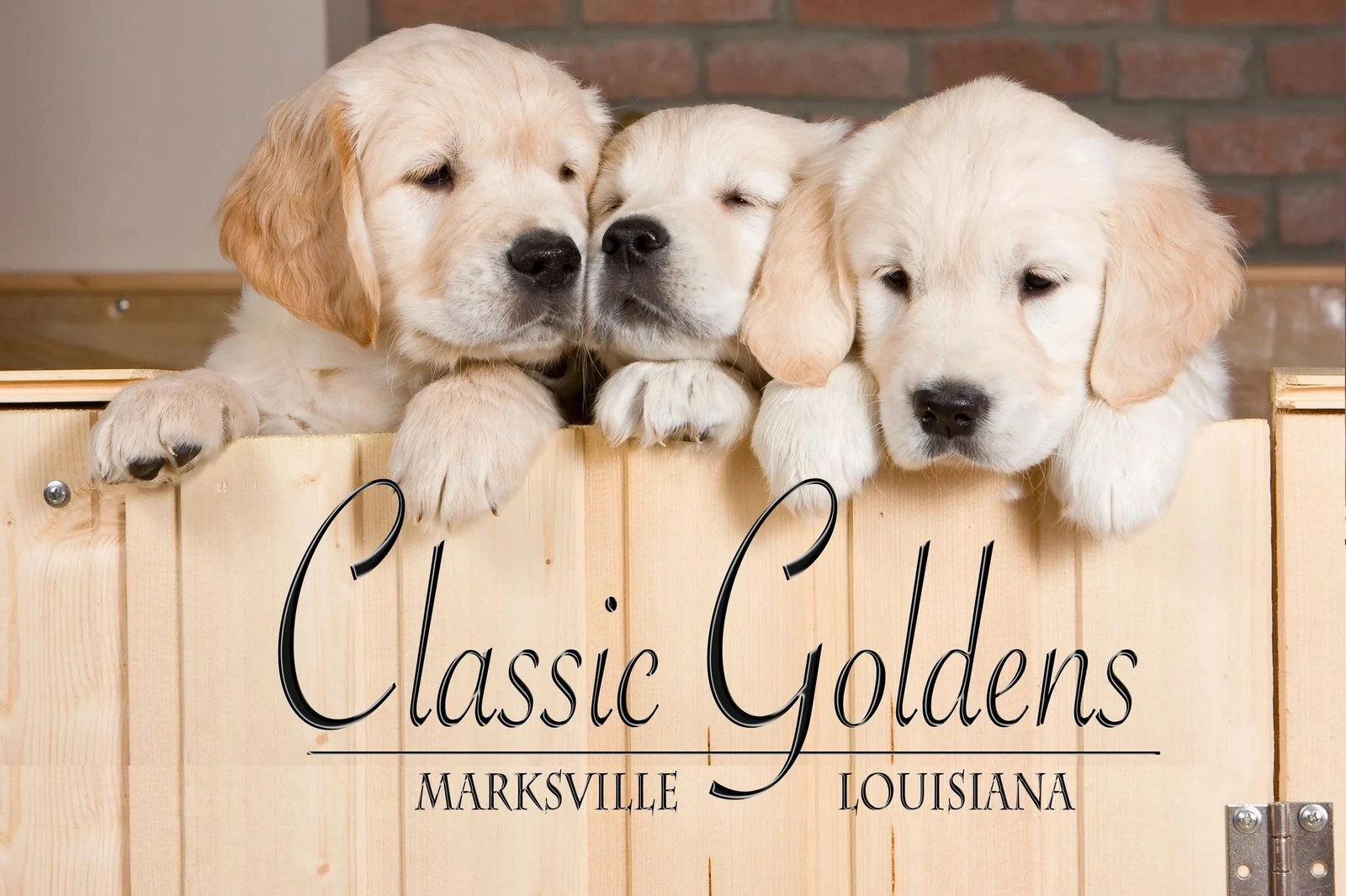Three young golden retriever puppies from Classic Golden Retrievers in Marksville Louisiana, peeking over a wooden crate
