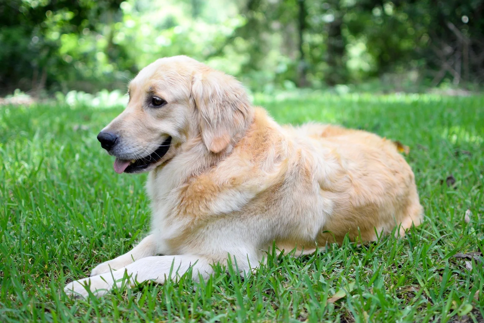 Cream-colored adult golden retriever from Gambel's Goldens in Hammond Louisiana, lying in grass