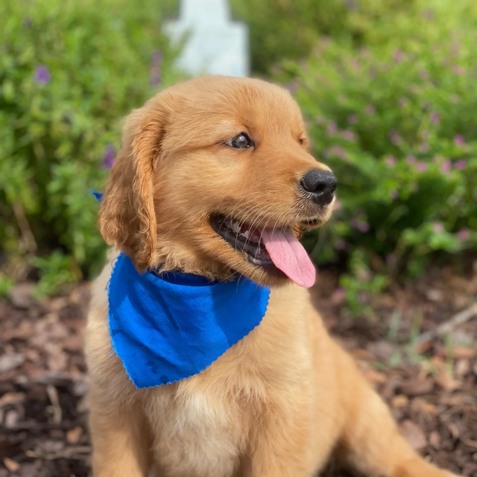 Golden retriever puppy with a blue bandana sitting outdoors at Golden Puppies in Amite City Louisiana